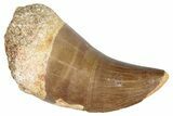 Fossil Mosasaur (Prognathodon?) Tooth - Morocco #286316-1